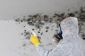 Best Biohazard Mold Removal in Rumson, NJ